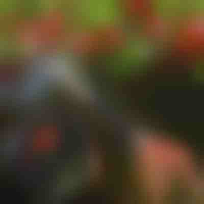 Foarfecă de tăiat copaci | TREESNIP