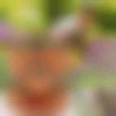 Ghivece suprapuse pentru flori (3x bucăți) | PLANTUP